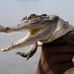 Thumbnail of post image 003