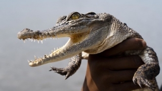 Thumbnail of post image 127